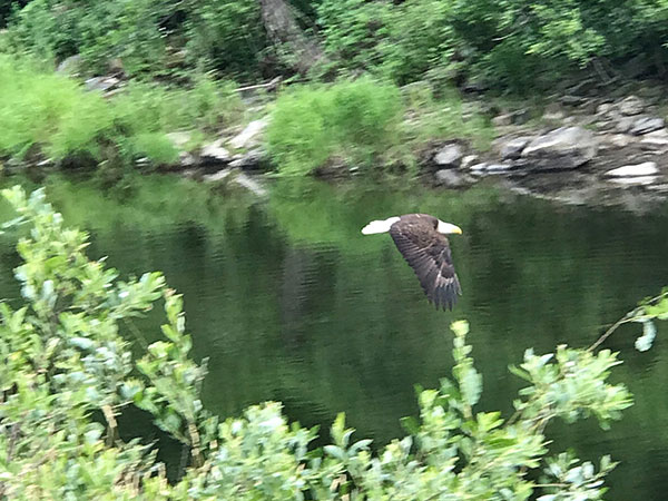 								 Eagle flying over Feather River		