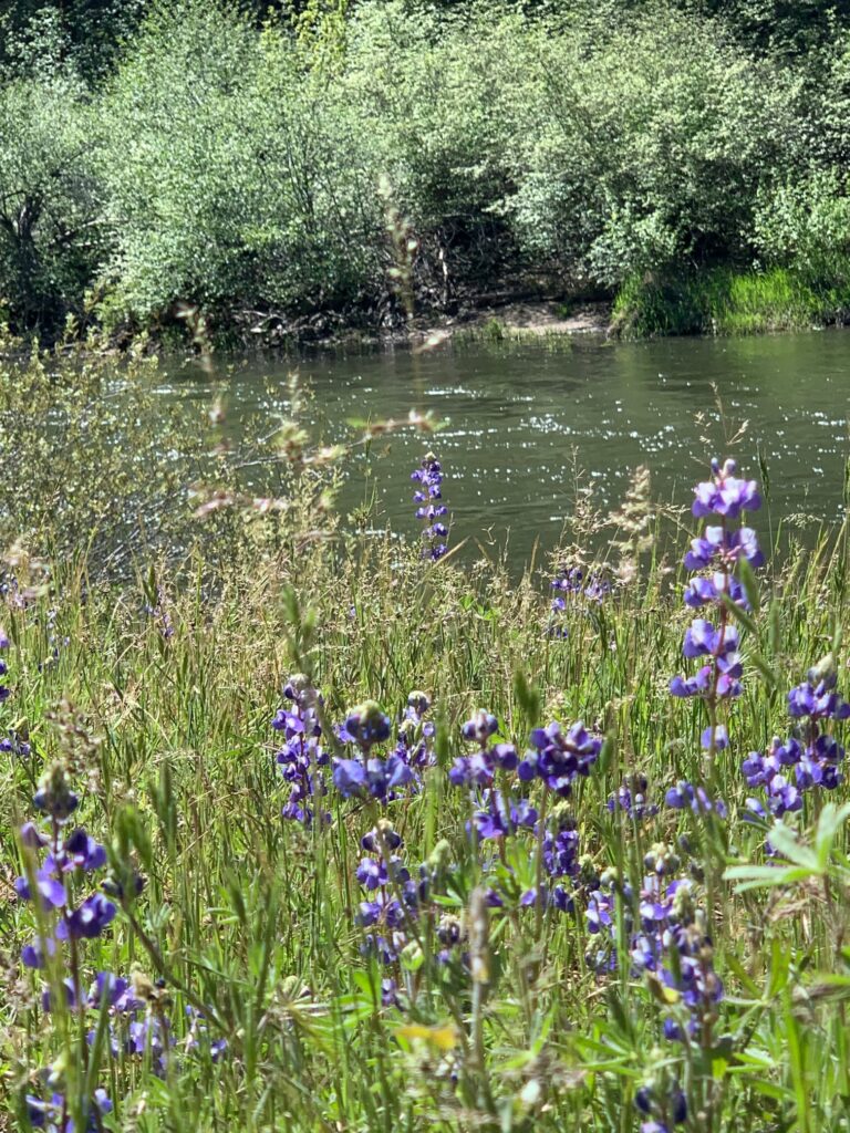 Spring on the Feather River