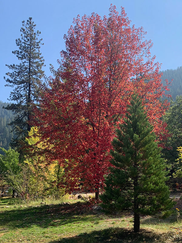 Autumn Blaze maple with young giant redwood in foreground