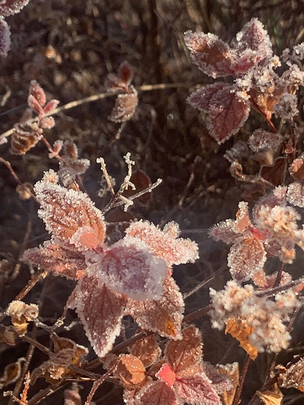 								 Icy frosting on spirea		