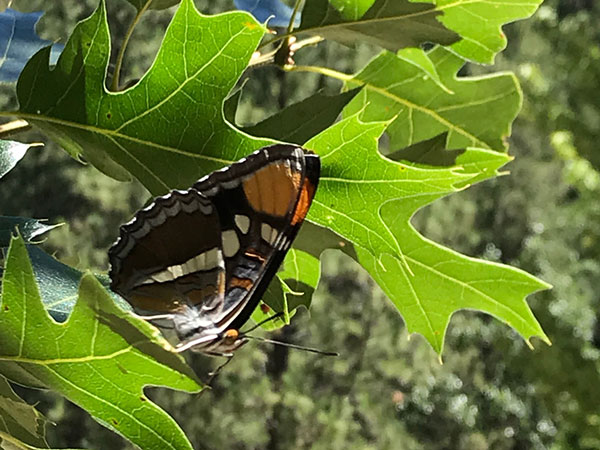 								 								 butterfly at California Sister Nursery at Feather River Hot Springs						