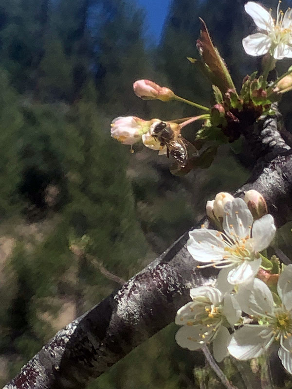 					Spring at Feather River Hot Springs			 								 								 								 								