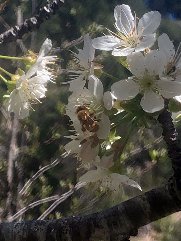 									Spring at Feather River Hot Springs			 								 								 								 												 								 								 						